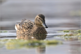 <p>LŽIČÁK PESTRÝ (Anas clypeata) střední Čechy - Hostivické rybníky ---- /Northern shoveler - Löffelente/</p>